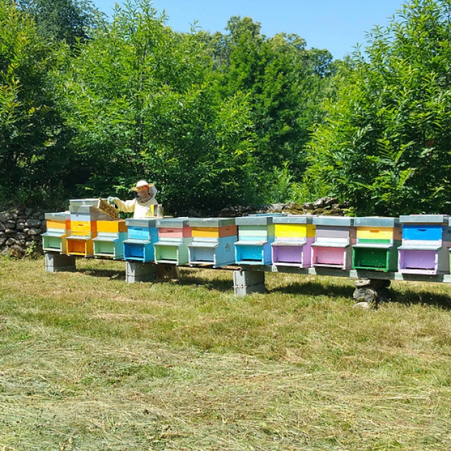 Sui fiori di castagno