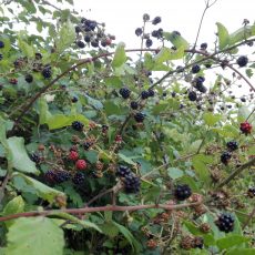 IMG_20160908_154932
