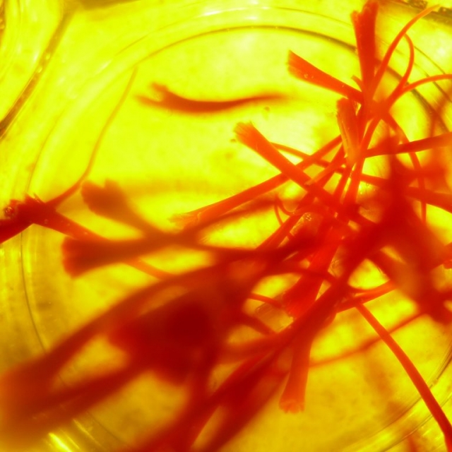 Immersione degli stimmi interi in acqua tiepida