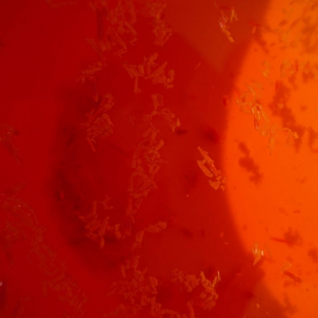 Immersione degli stimmi tritati in acqua tiepida